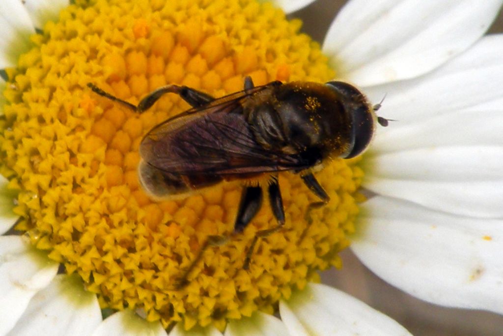 Syrphidae in nero:  Merodon sp., maschio